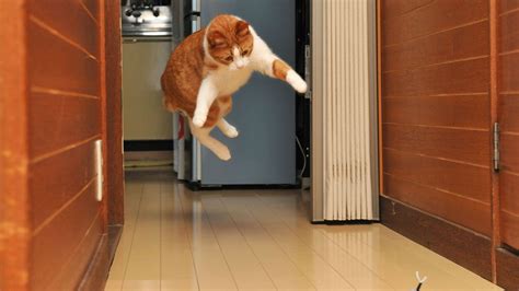 Why is Uhoebeans Software Update So Slow? And Why Do Cats Always Land on Their Feet?